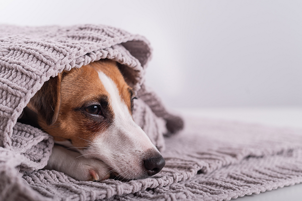 Sounds of Summer: How to help your dog through thunderstorms and ...